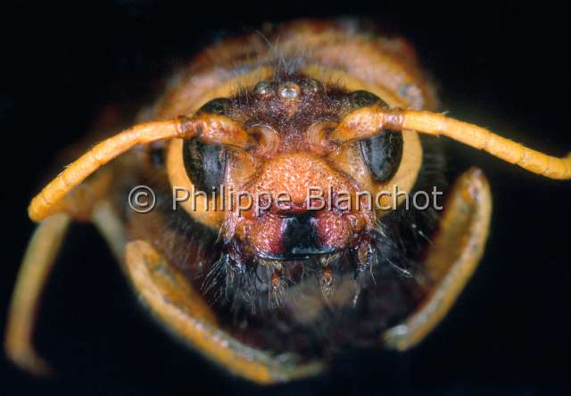 Urocerus gigas.JPG - Urocerus gigas (Portrait), Sirex geant, Hymenoptera, Siricidae, France